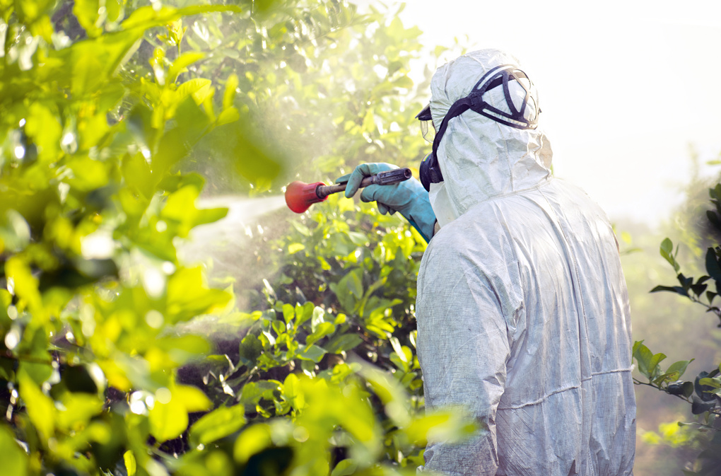 Weed insecticide fumigation. Organic ecological agriculture. Spray pesticides, pesticide on fruit lemon in growing agricultural plantation, spain. Man spraying or fumigating pesti, pest control.